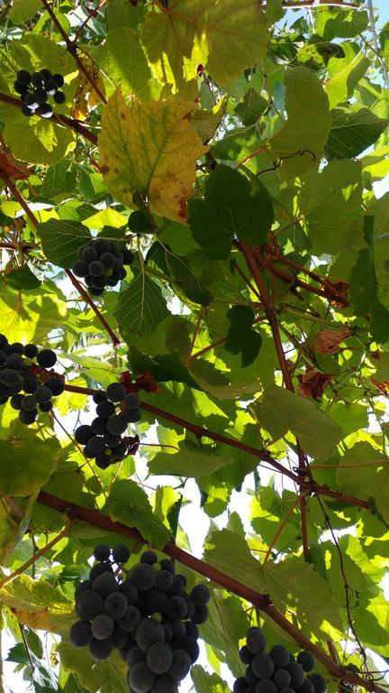 Agriturismo Il Marchese Aquara 외부 사진